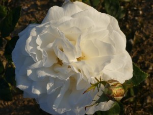 SUGAR MOON (hybrid tea)